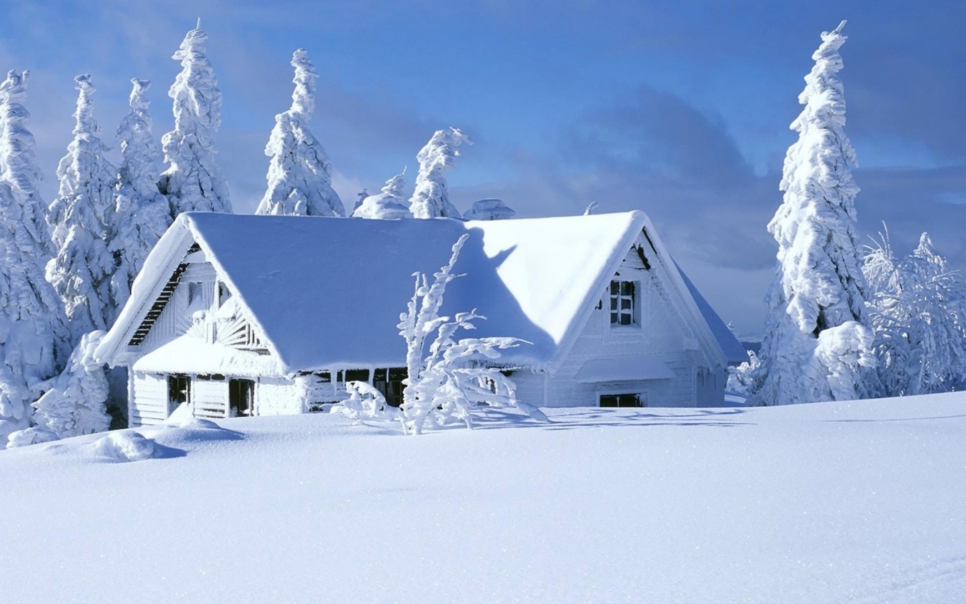 Картинка зимние Рябина Природа лес снегу Ягоды ветвь