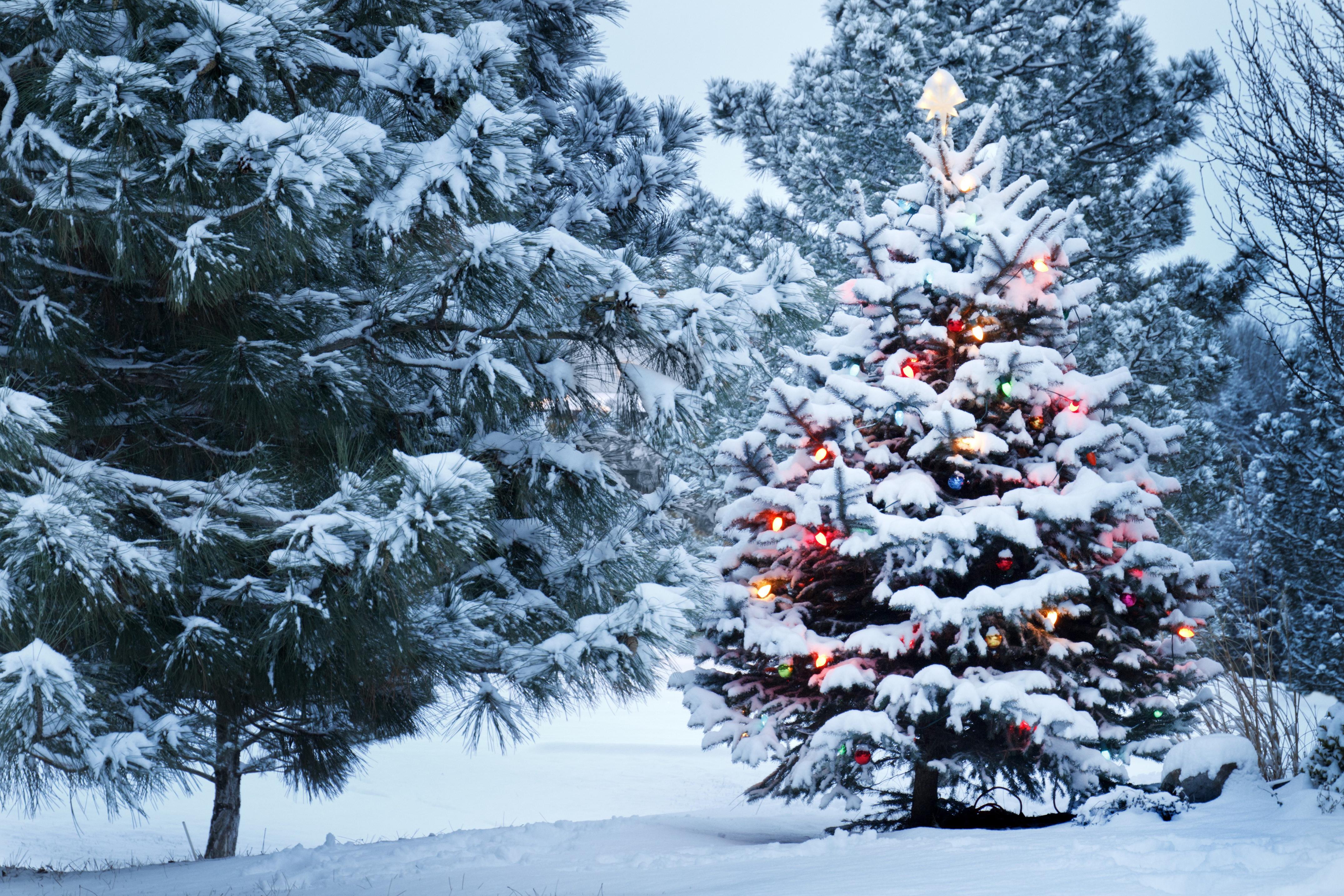 Снеговик с улыбкой в потехе рождества леса зимы Новый Год торжества  Предпосылка Frost и снега Украшение зимы на открытом воздухе Стоковое Фото  - изображение насчитывающей мило, снежок: 130004344