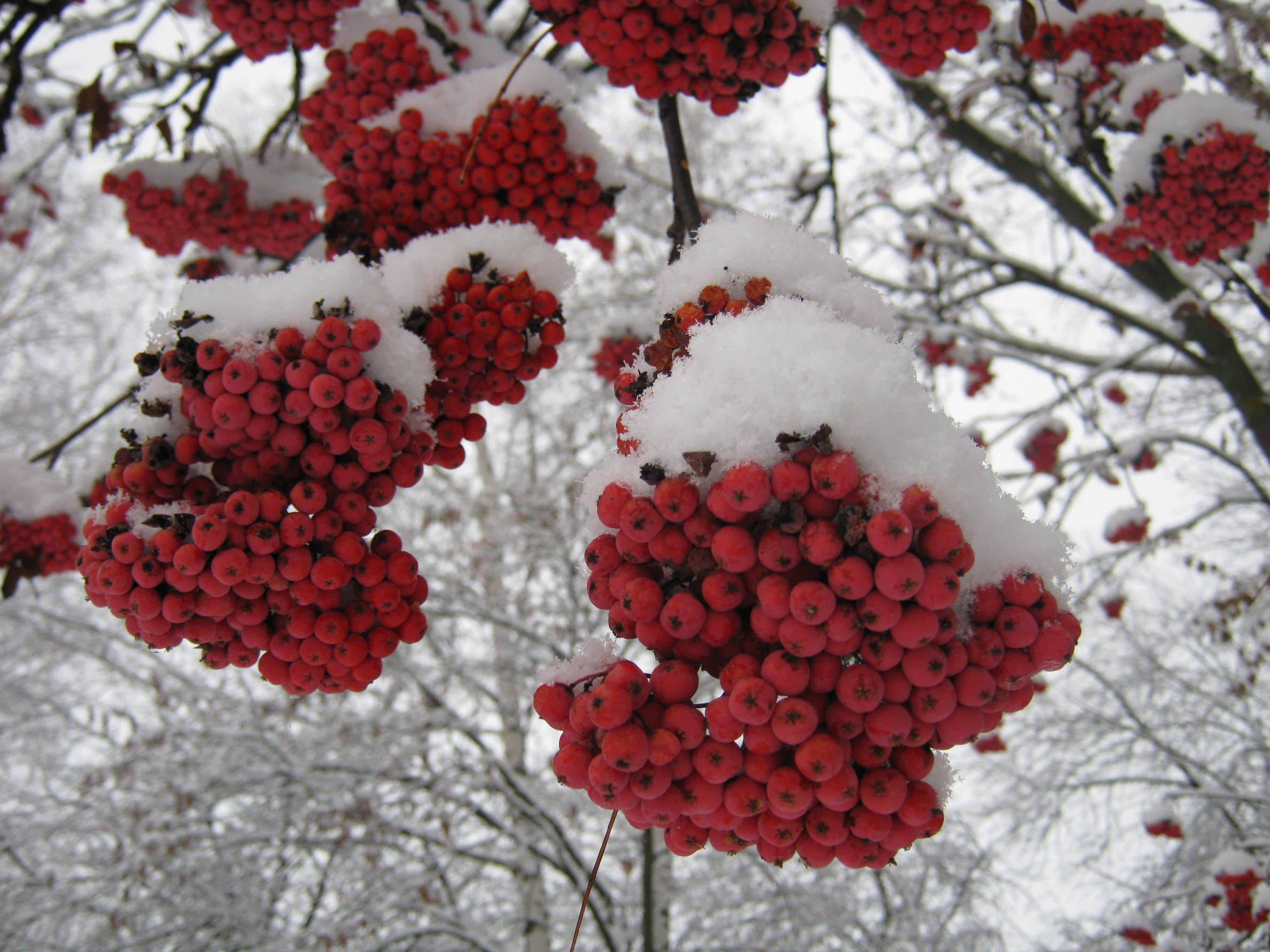 Самка снегиря на ветке рябины лакомится ягодами | Пикабу