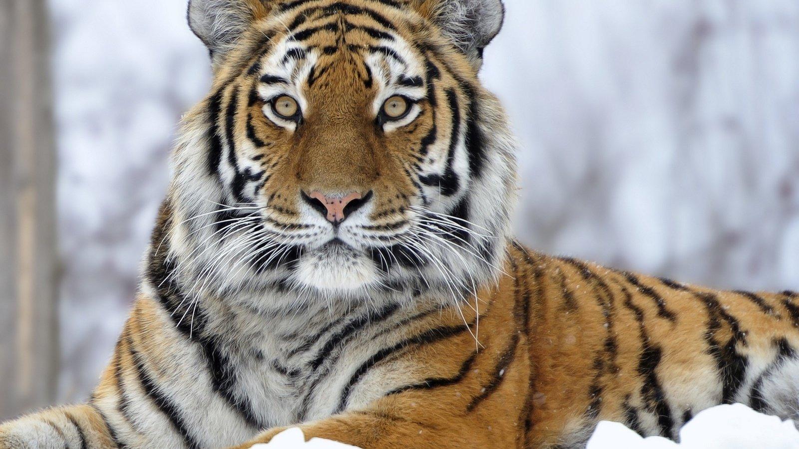 Скачать обои тигр, снег, зима, хищник, большая кошка разрешение 1600x900  #63093