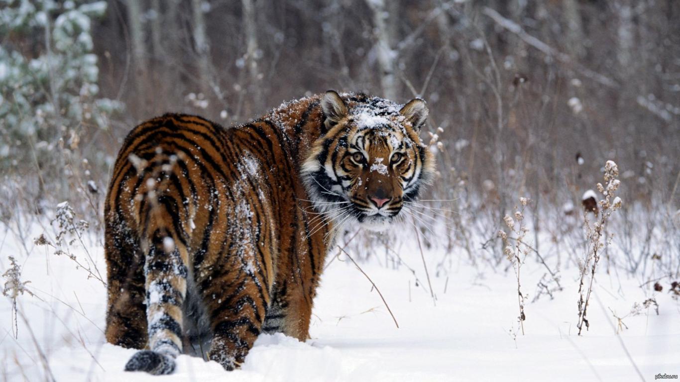 Зимний тигр | Пикабу