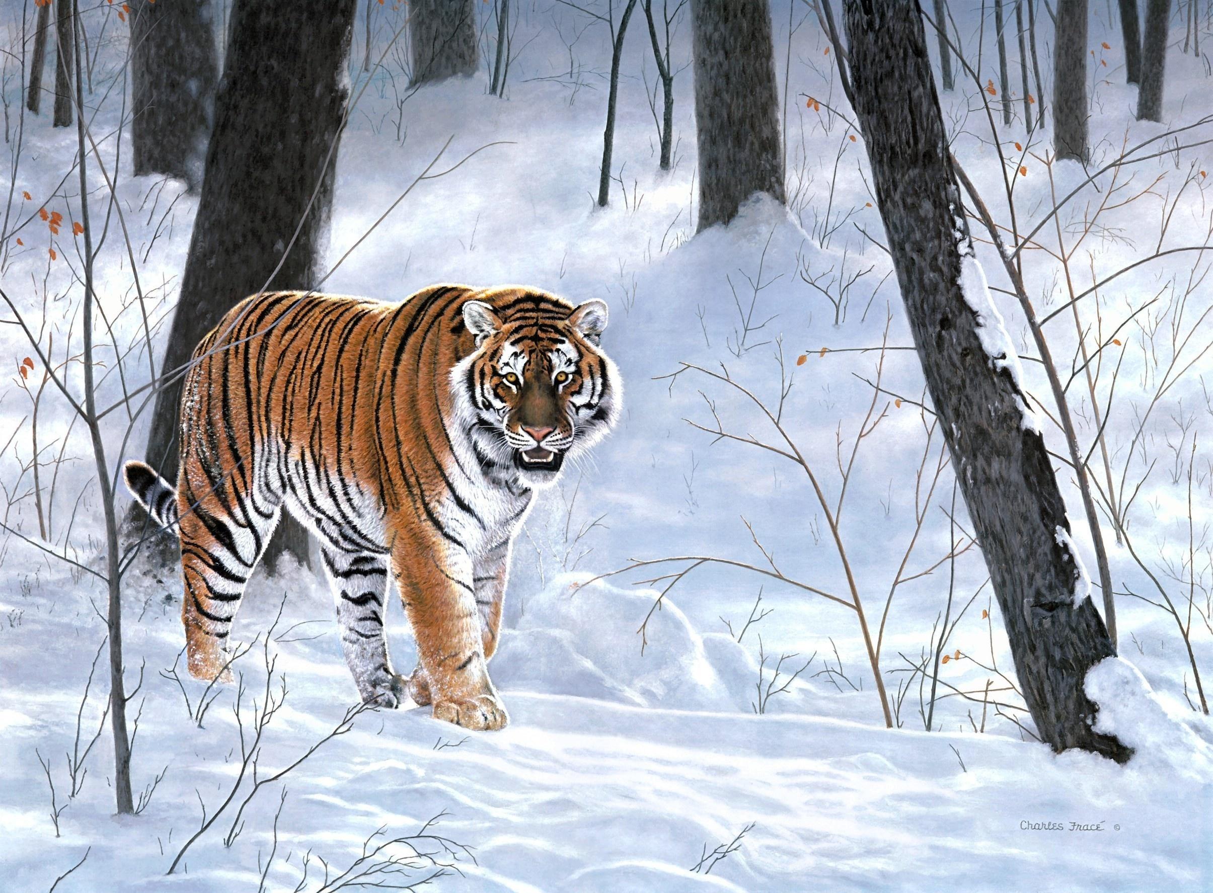 Скачать обои зима, лес, взгляд, морда, снег, ветки, тигр, поза, раздел  живопись в разрешении 1366x768
