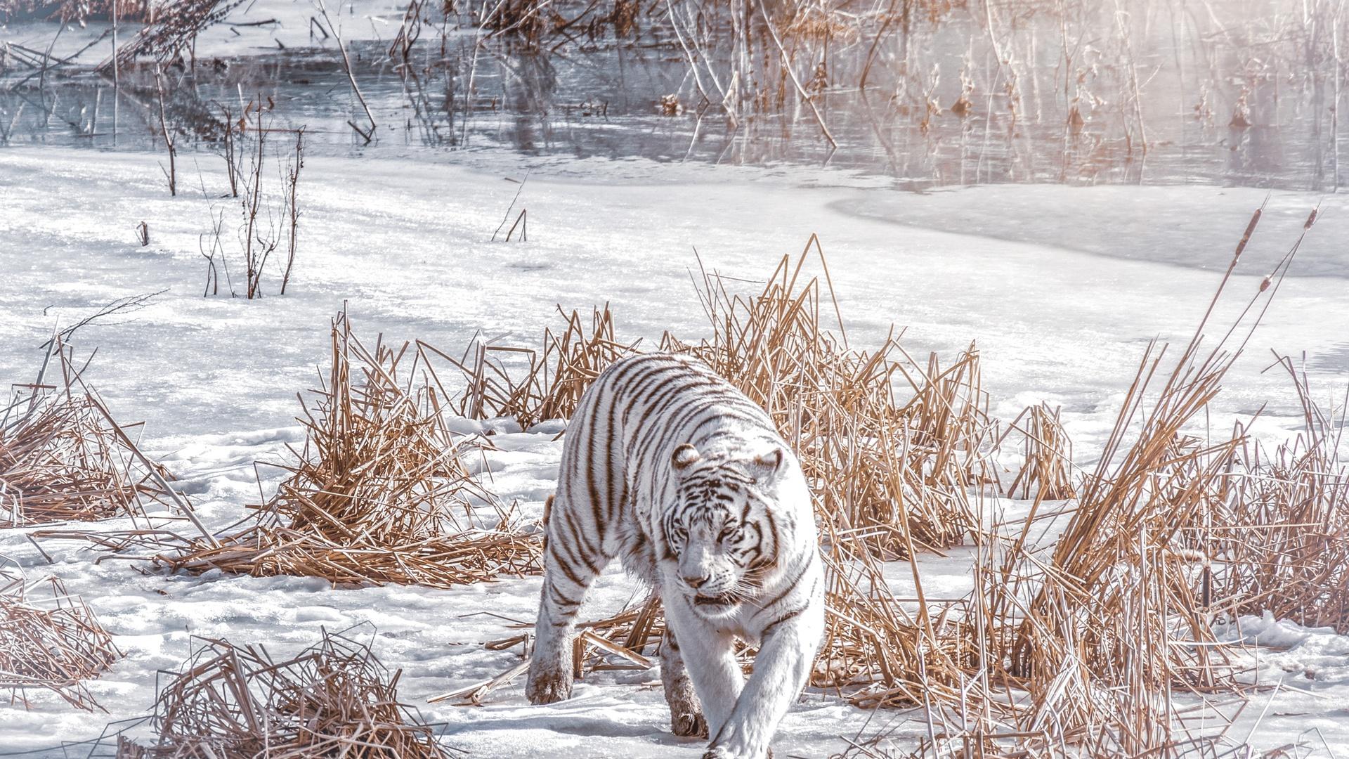 Скачать обои тигр, морда, деревья, снег, зима разрешение 2560x1600 #156797