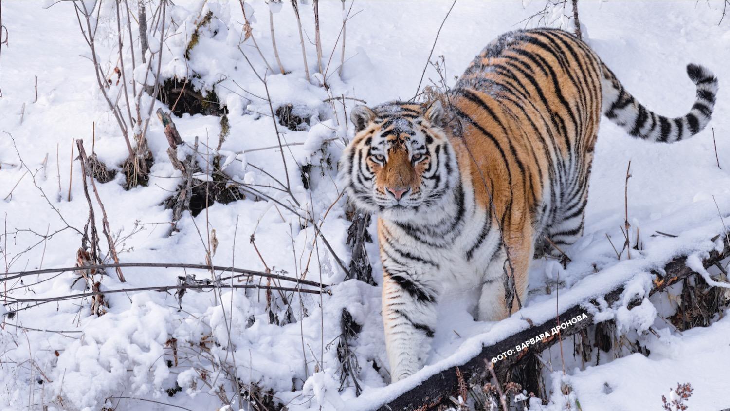 Амурский тигр Красивый зимний пейзаж…» — создано в Шедевруме