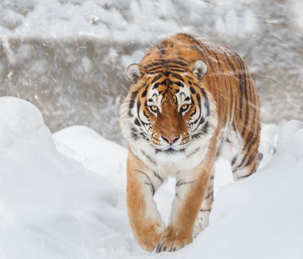 Картинки тигры, тигр, зима, снег, арт - обои 2560x1600, картинка №365107