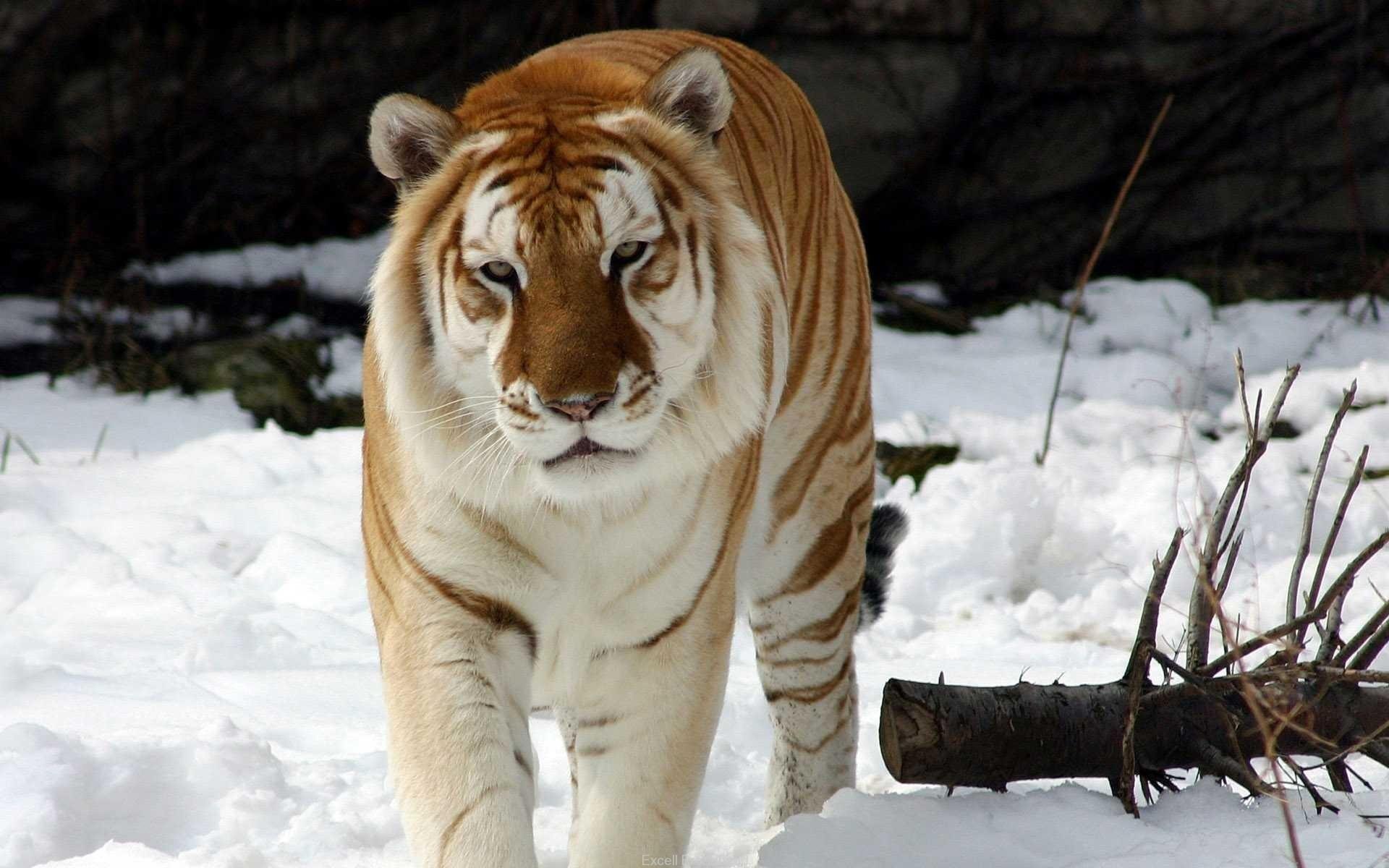 Обои на рабочий стол Амурский тигр идет зимой под падающим снегом, фотограф  Олег Богданов, обои для рабочего стола, скачать обои, обои бесплатно