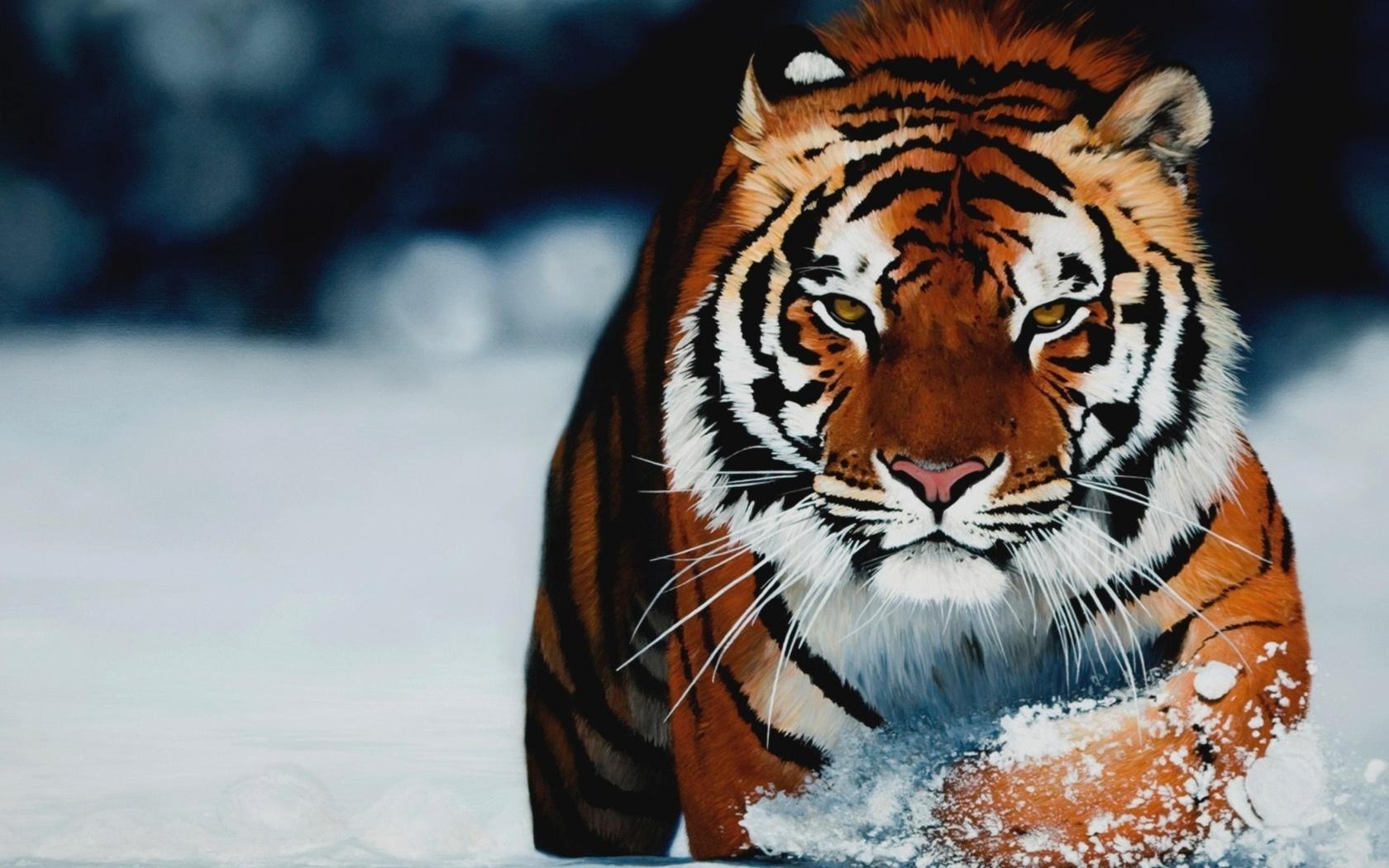 Купить картину по номерам 40х50 GX21757 «Тигр зимой» на ColorNumbers.RU