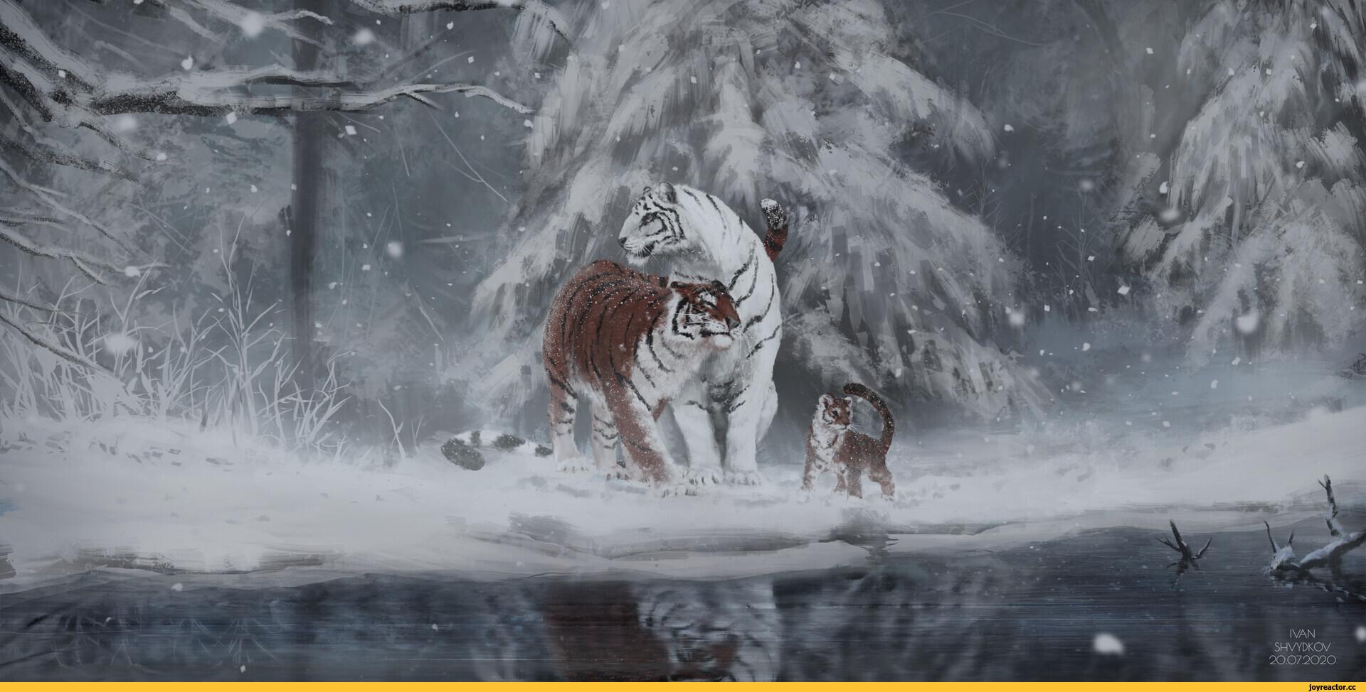 Зима тигра стоковое фото. изображение насчитывающей льдед - 27744166