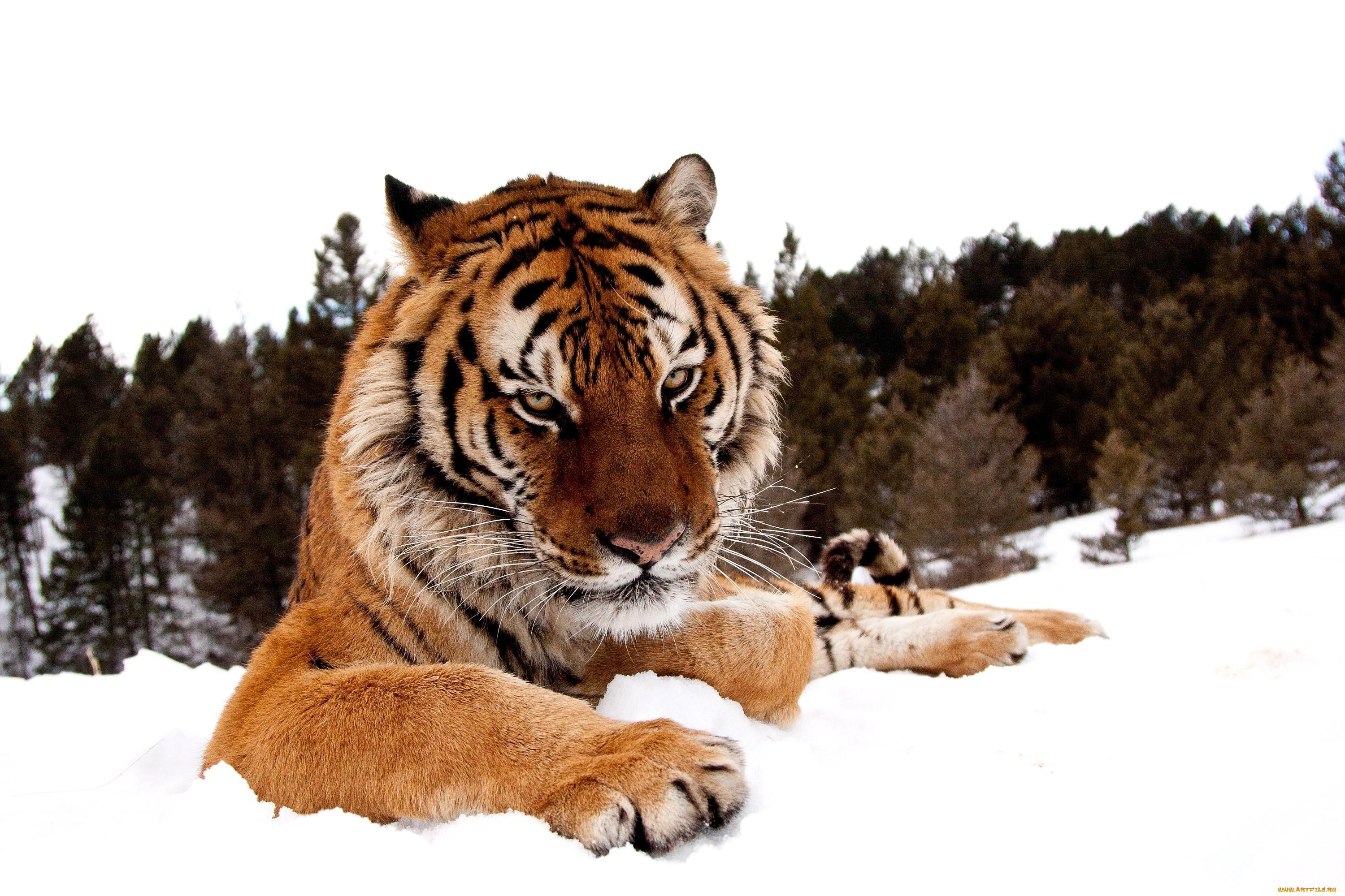 Тигра зимой - картинки и фото koshka.top