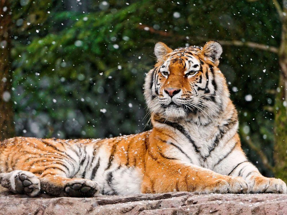 Тигр Зима Метель - Бесплатное изображение на Pixabay - Pixabay