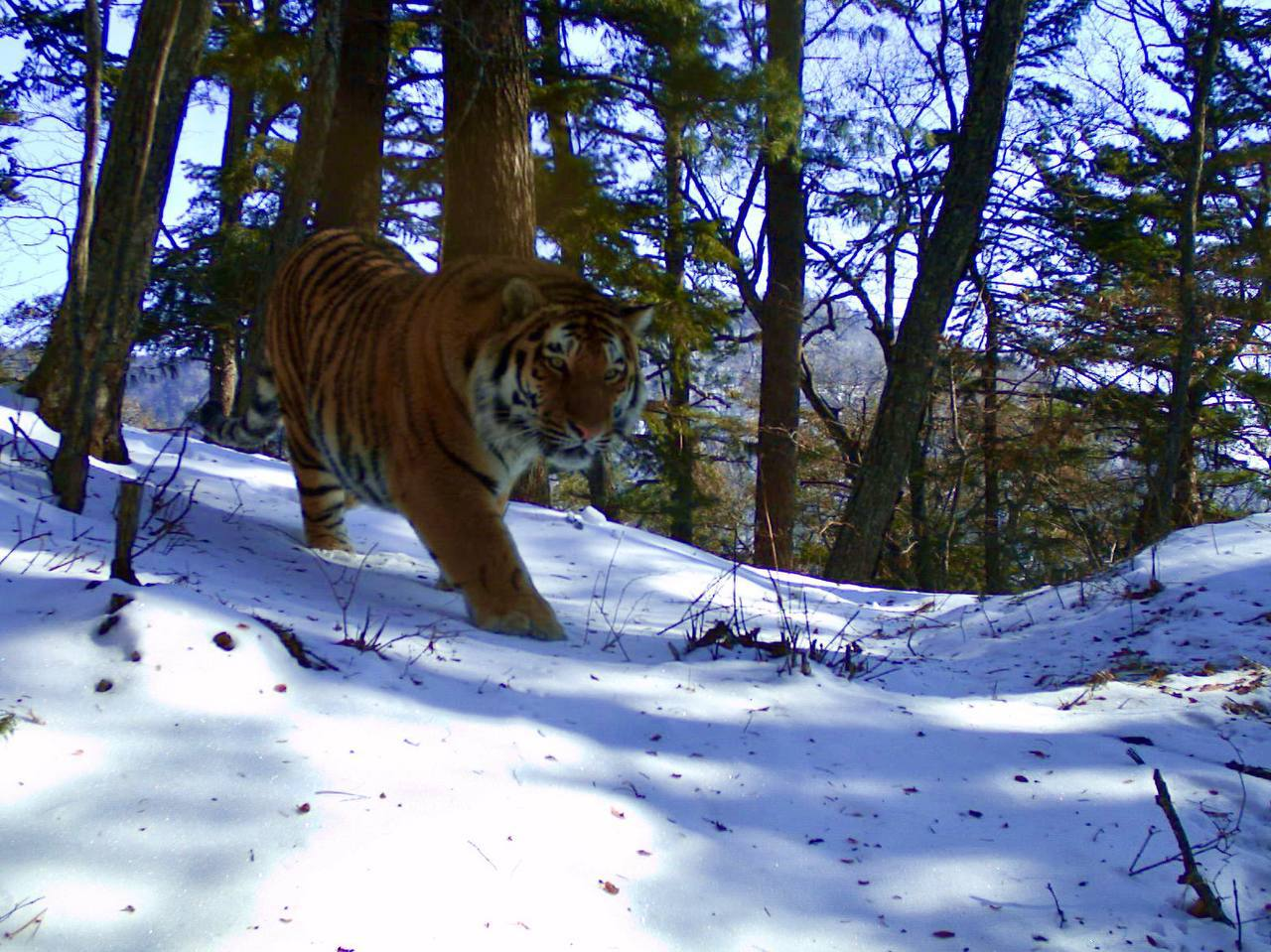 Скачать обои зима, снег, тигр, прыжок, игра, охота, тигры, стойка, раздел  кошки в разрешении 2048x1366