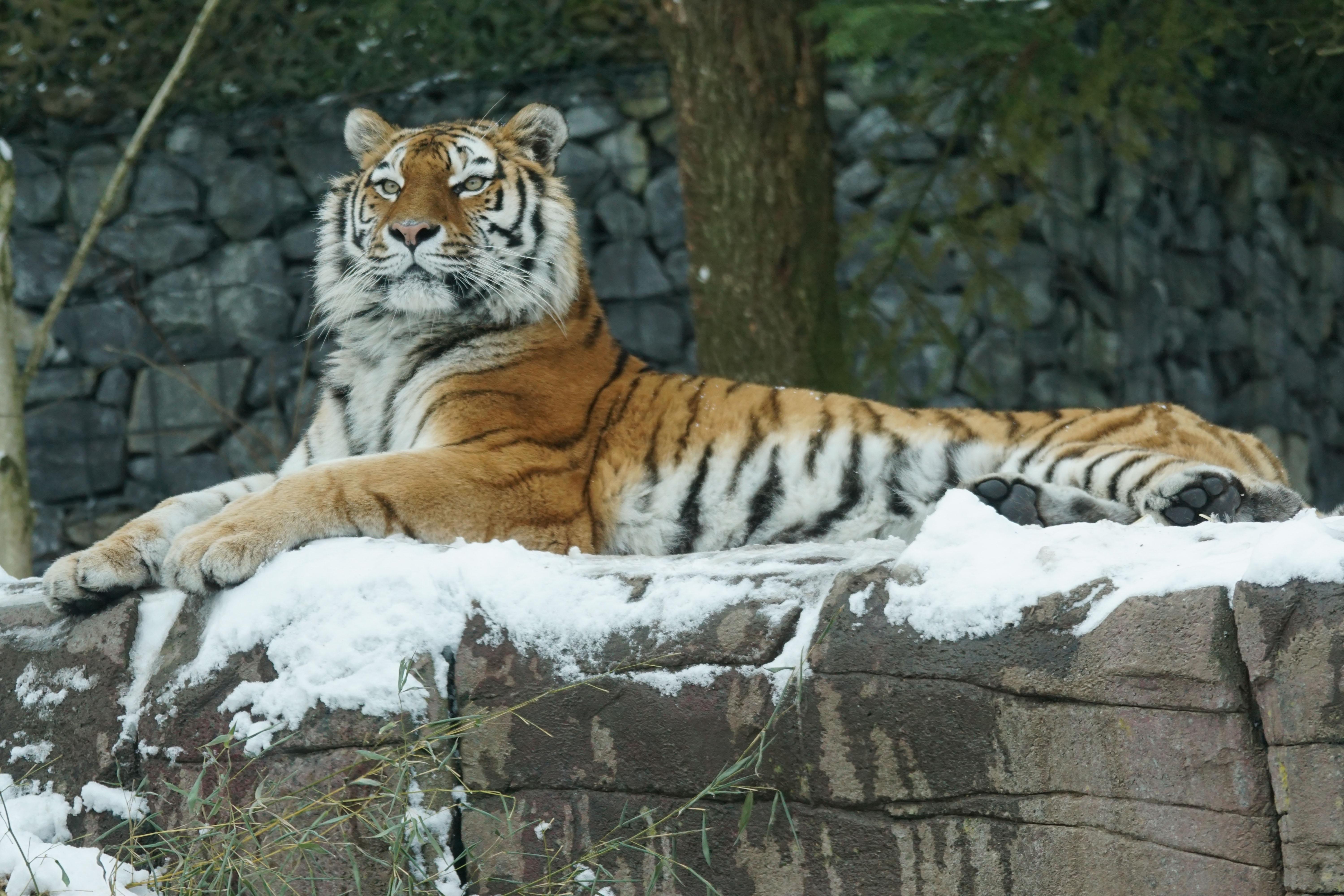 Тигр в одичалой природе зимы Тигр Амура лежа в снеге Сцена живой природы  действия, животное опасности Холодная зима, Tajga, Росси Стоковое Фото -  изображение насчитывающей охота, пуща: 95611364