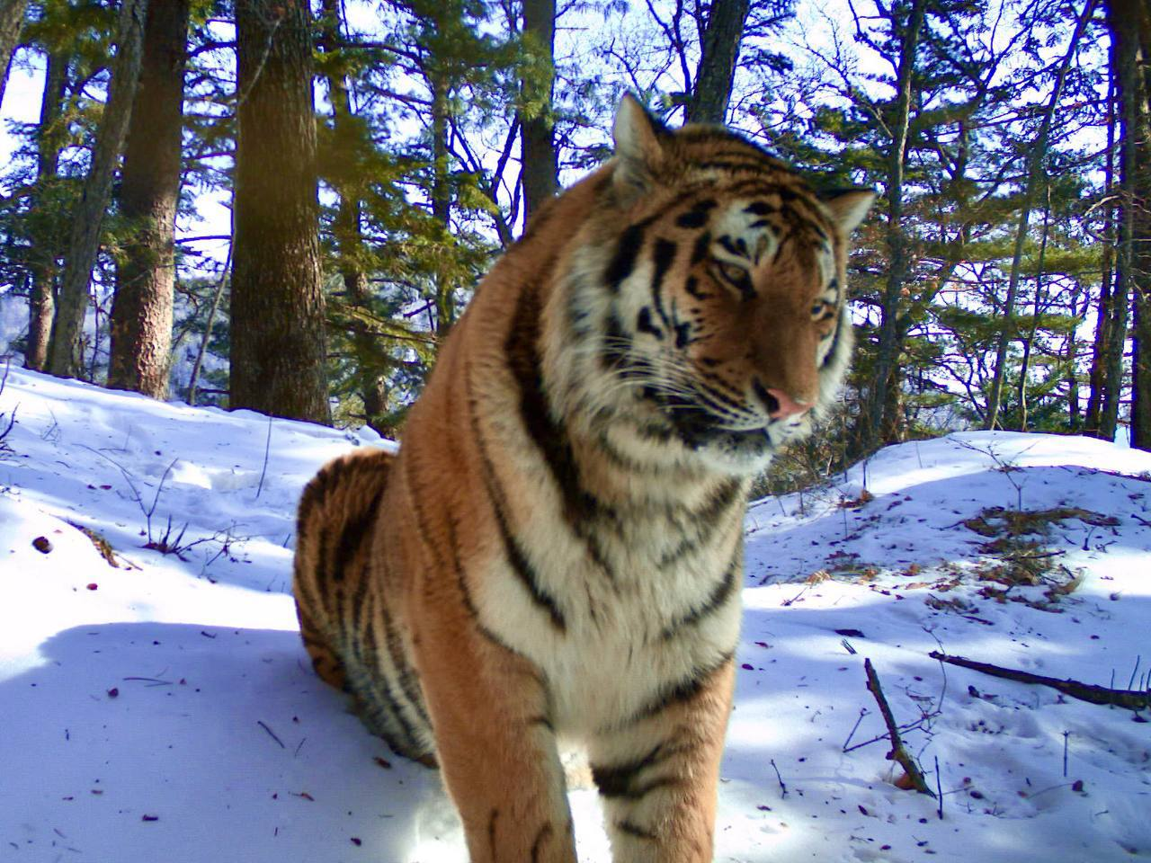 Скачать обои зима, снег, тигр, тигренок, молодой тигр, раздел кошки в  разрешении 1920x1080