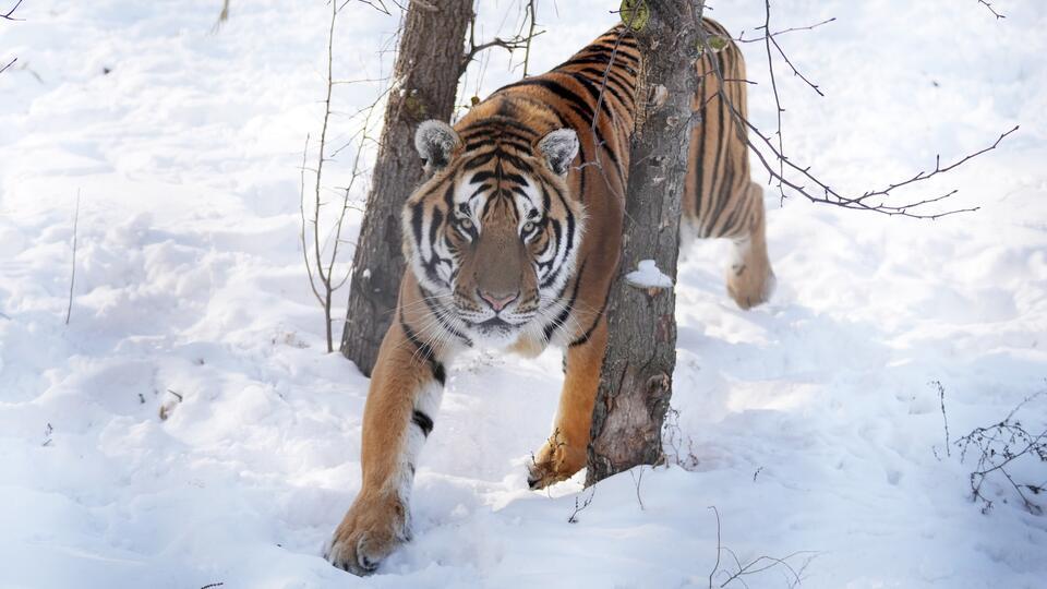 Тигр зимой » Рыжие тигры » Кошачья галерея » Magnus Felidae (Великие  Кошачьи) - красота и превосходство!