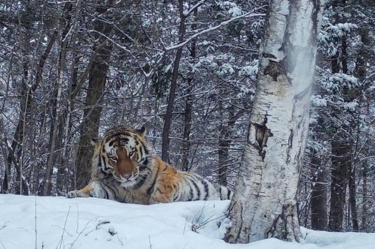 Идеальная фотосессия: зима, лес и амурский тигр | Пикабу