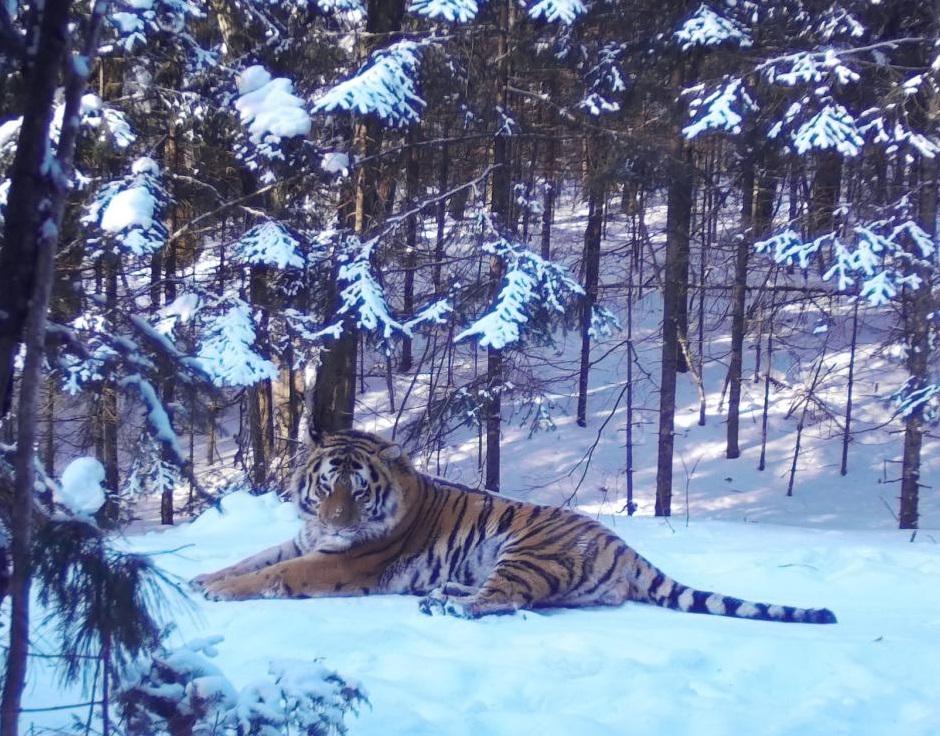 Тигр в зоопарке, лежа на снегу в зимний день | Премиум Фото