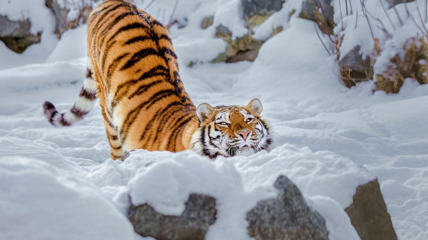Катал шары и ездил по снегу: амурский тигр устроил зимние развлечения –  милое видео - МЕТА