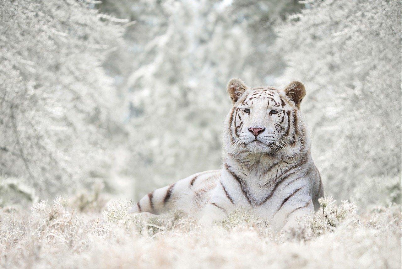 Тигр Снег Зима - Бесплатное фото на Pixabay - Pixabay