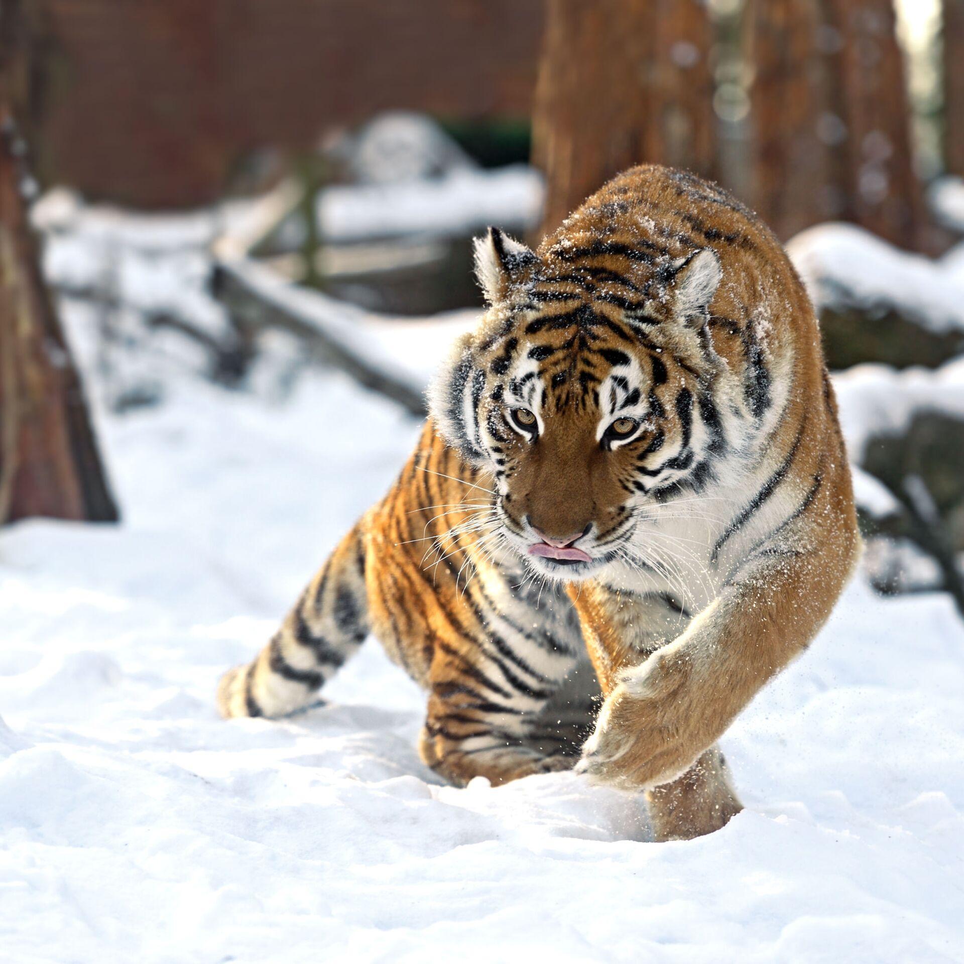 картинки : снег, зима, Дикая природа, зоопарк, Кот, Млекопитающее, Фауна,  Тигр, Животные, Позвоночный, Амуртигер, Плотоядные, Большие кошки, Кошка  как млекопитающее 6000x4000 - - 661483 - красивые картинки - PxHere