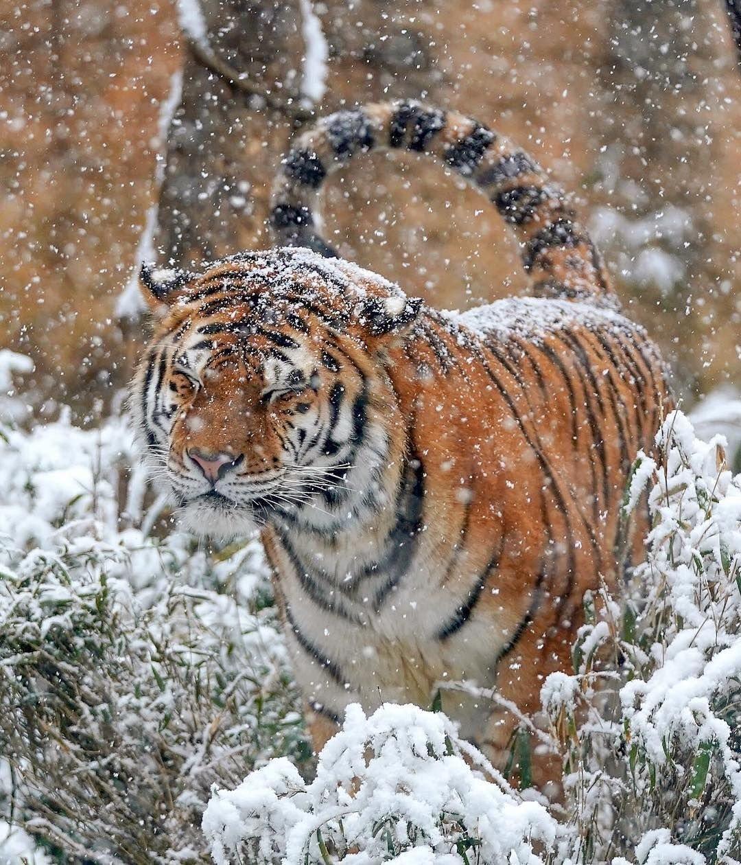 Идеальная фотосессия: зима, лес и амурский тигр | Пикабу