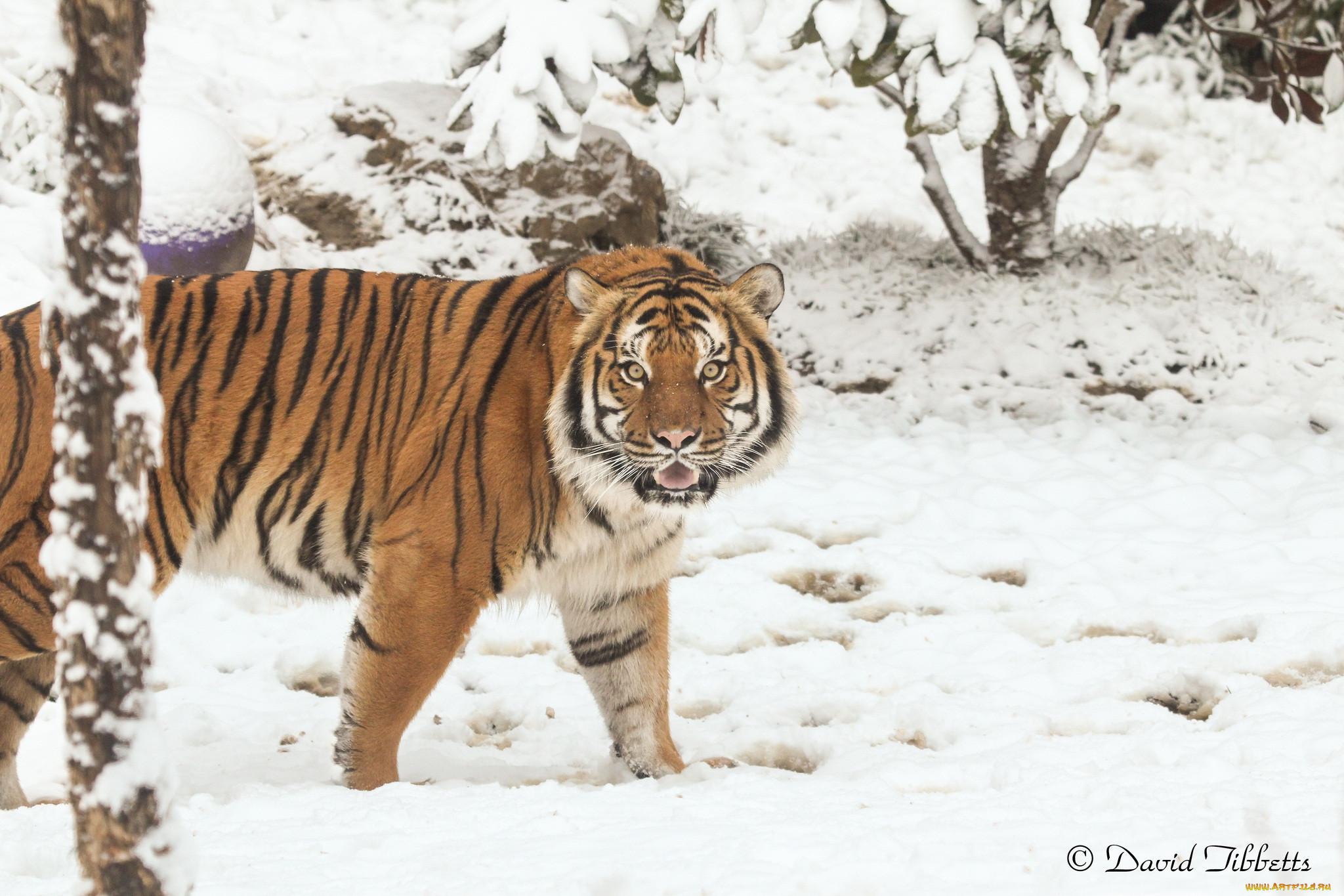 Скачать обои зима, снег, Тигр, тайга, раздел кошки в разрешении 1920x1080