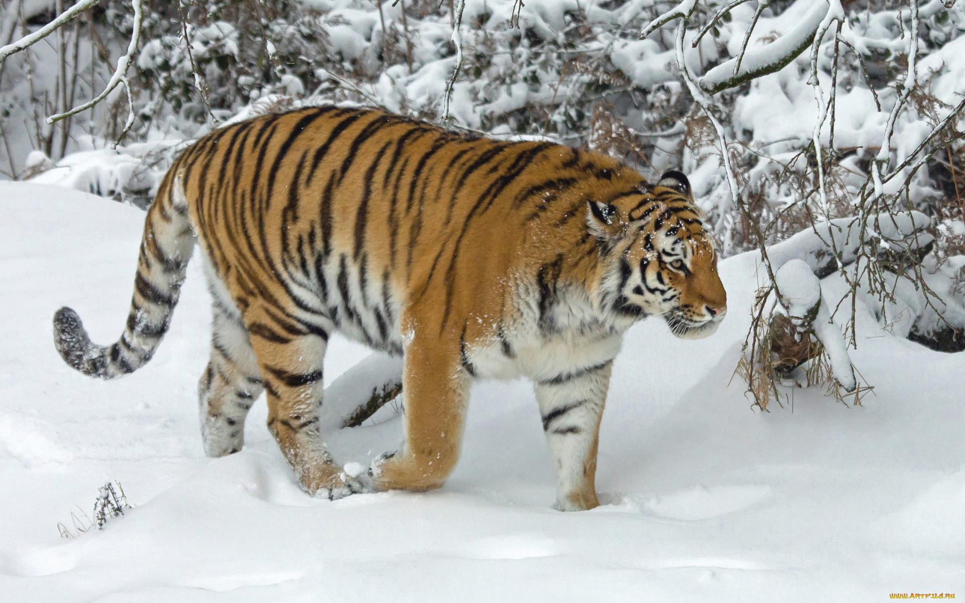Зима тигра стоковое фото. изображение насчитывающей темы - 27744074
