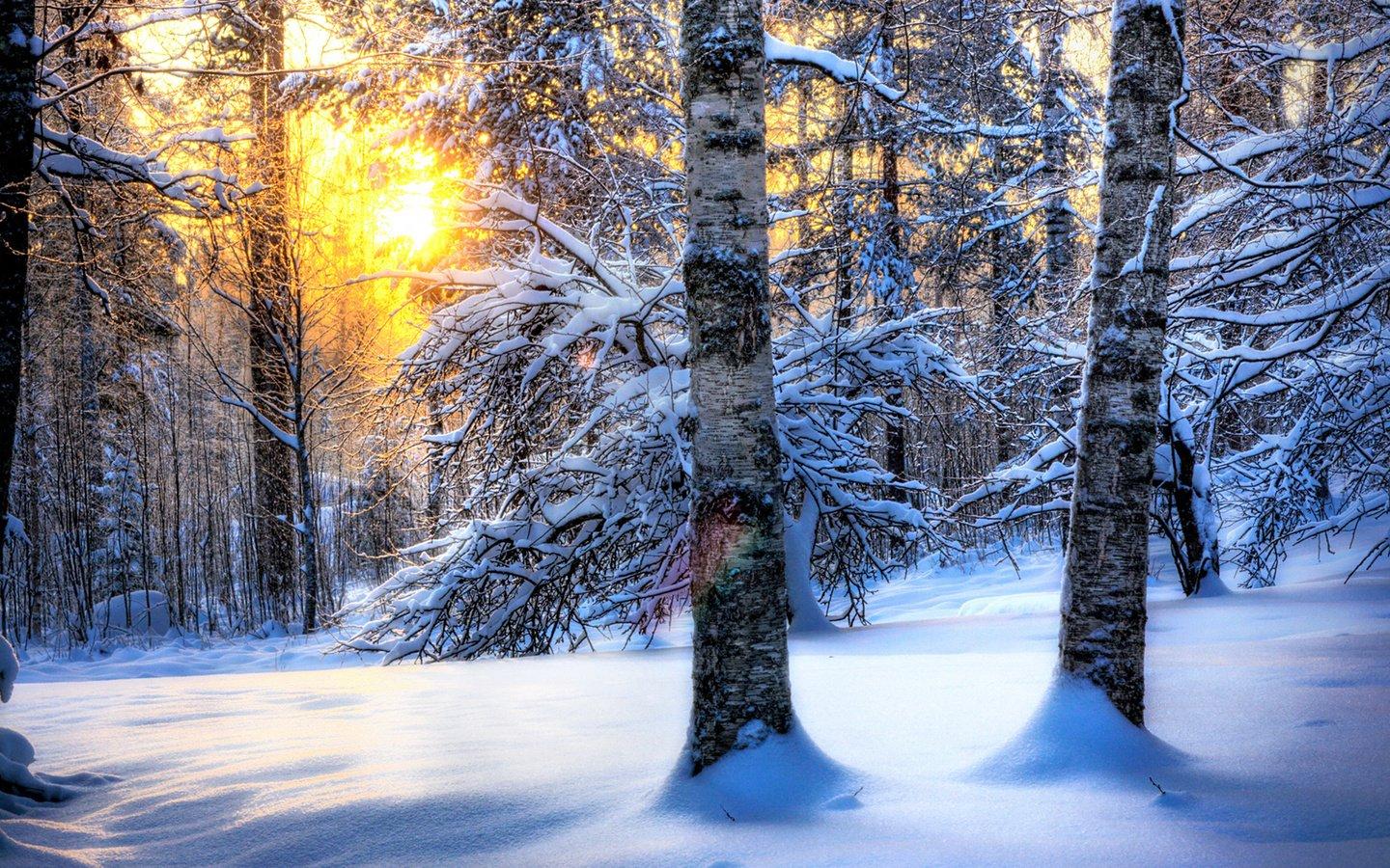Фото Красивая зима в лесу