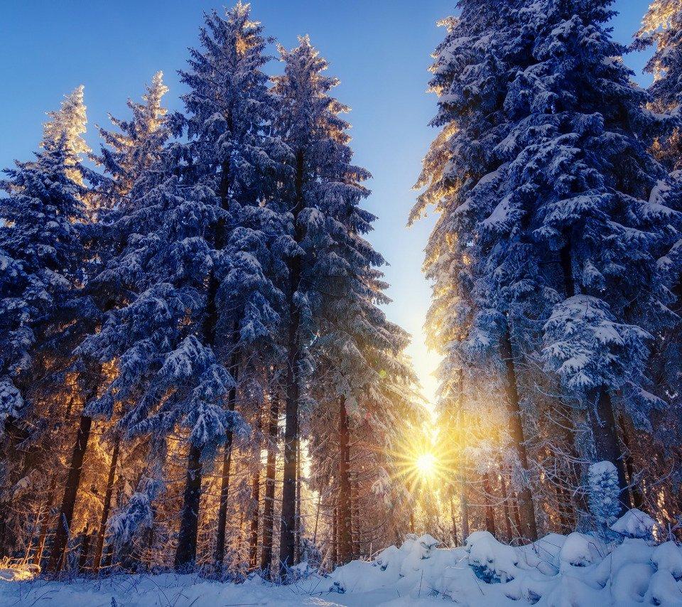 Солнечный зимний лес (19 фото) - 19 фото