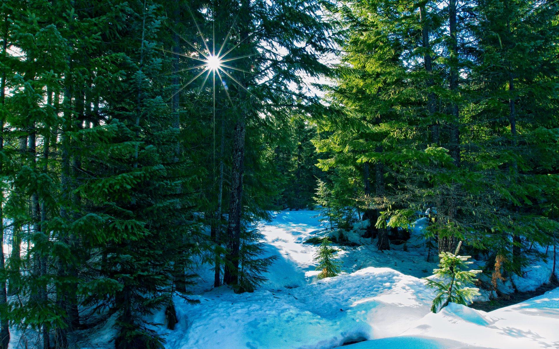 Зима в лесу г. Пермь — Infiniti M (3G), 3,7 л, 2012 года | фотография |  DRIVE2