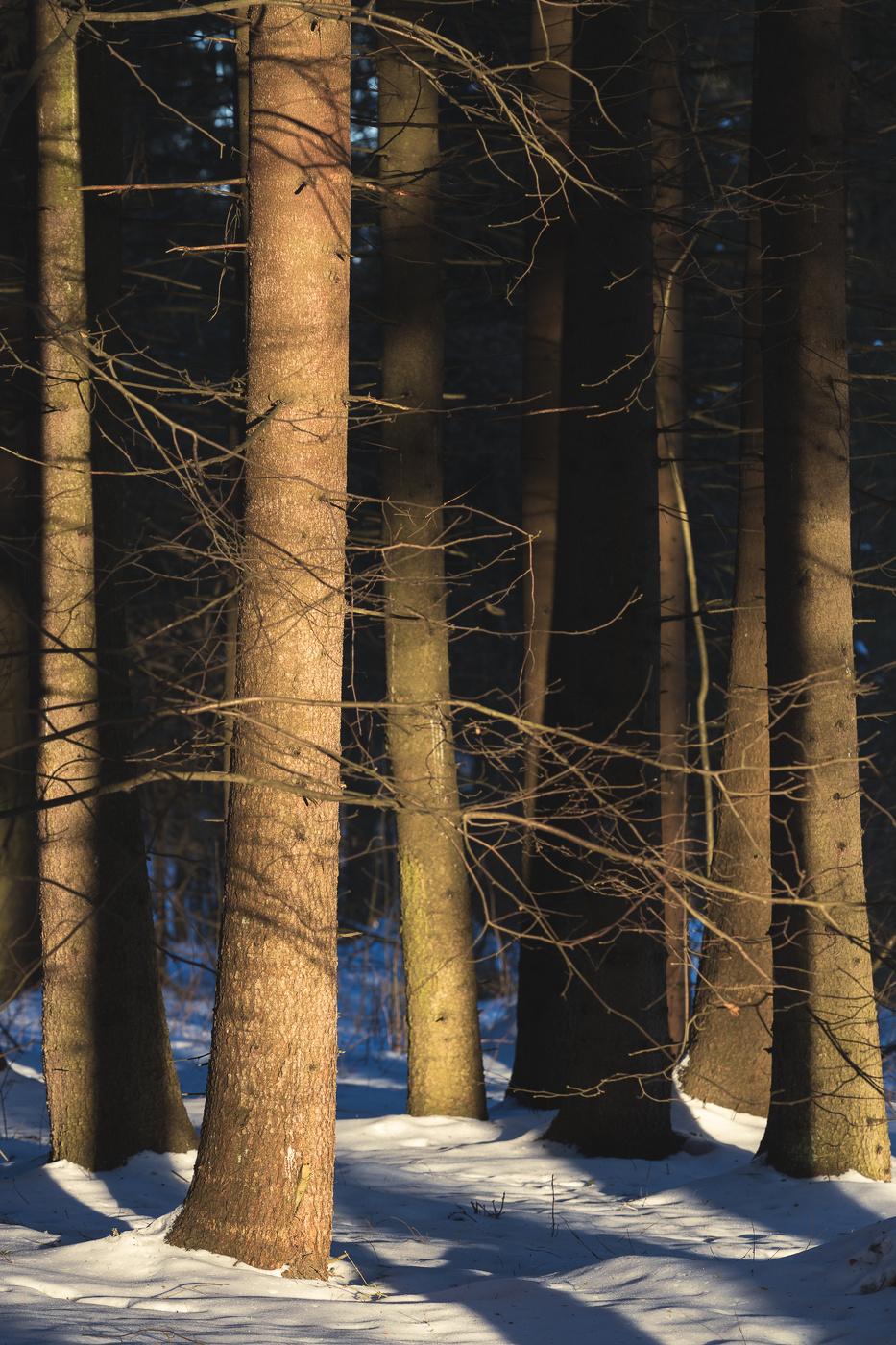 Картинки лес в снегу изумительные (67 фото) » Картинки и статусы про  окружающий мир вокруг