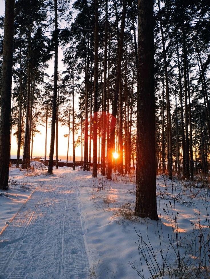 Зима в лесу | Лес, Закаты, Зима