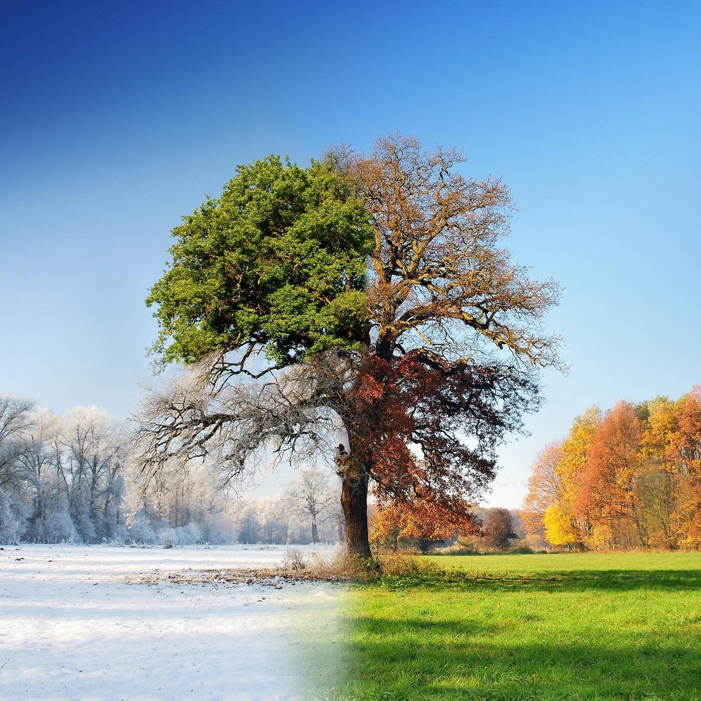 4 сезона. Зима, весна, лето, осень. Стоковое Изображение - изображение  насчитывающей листья, флора: 37358609