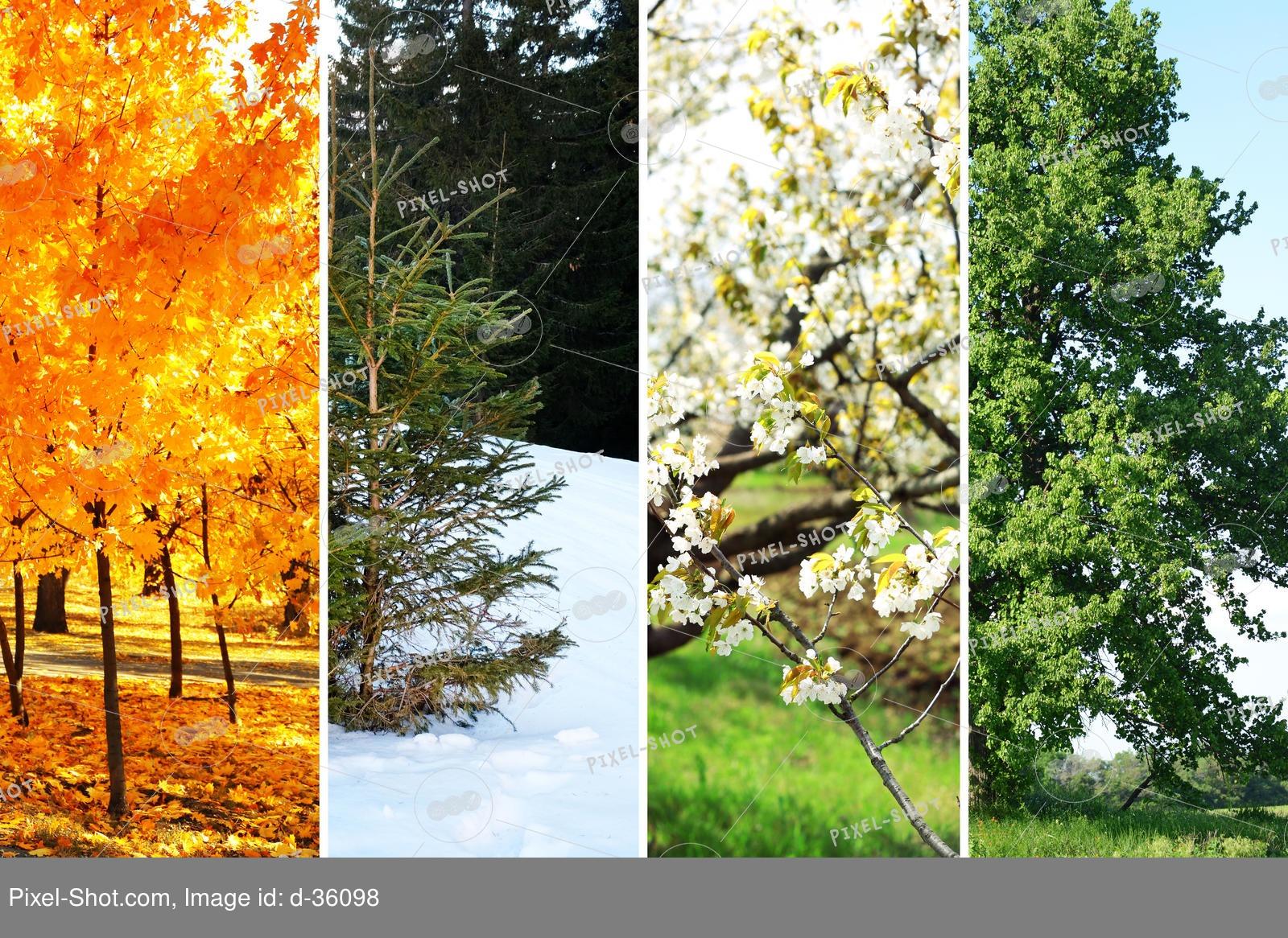 Четыре сезона - весна, лето, осень, зима. искусство деревья картины на  стену • картины рябина, подсолнечник, снежинка | myloview.ru