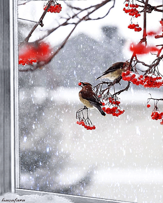 За окном - зима... | Beautiful flowers wallpapers, Winter scenes, Bird gif
