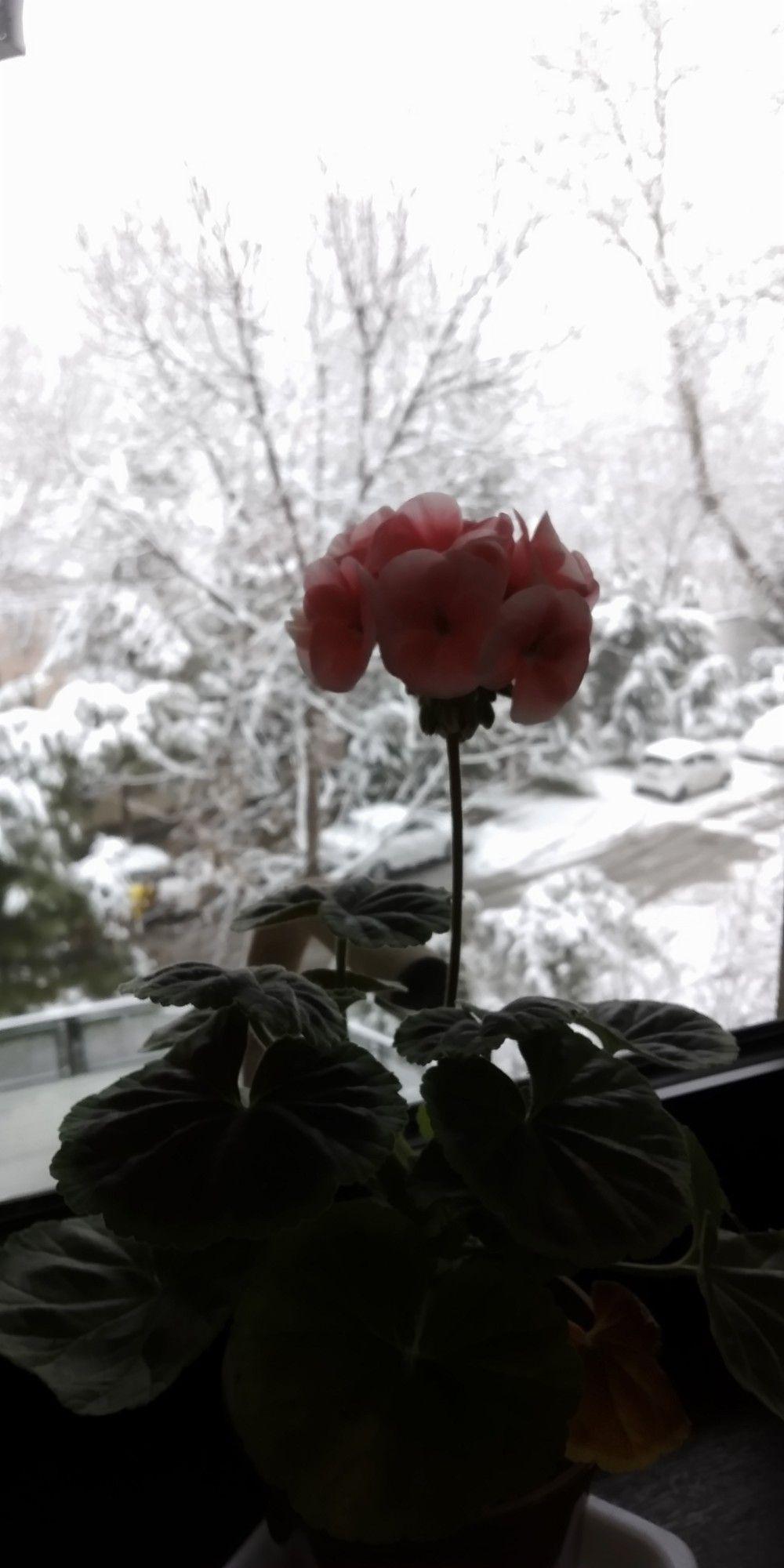 a_nna_berezhnaya - А за окном,,,понимаешь зима за окном 😇 ну  #каковакрасота ж зимой правдажеж !!! #зимушказима | Facebook