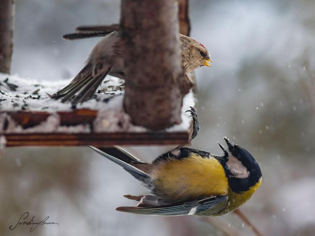 Как зимующие птицы используют людей