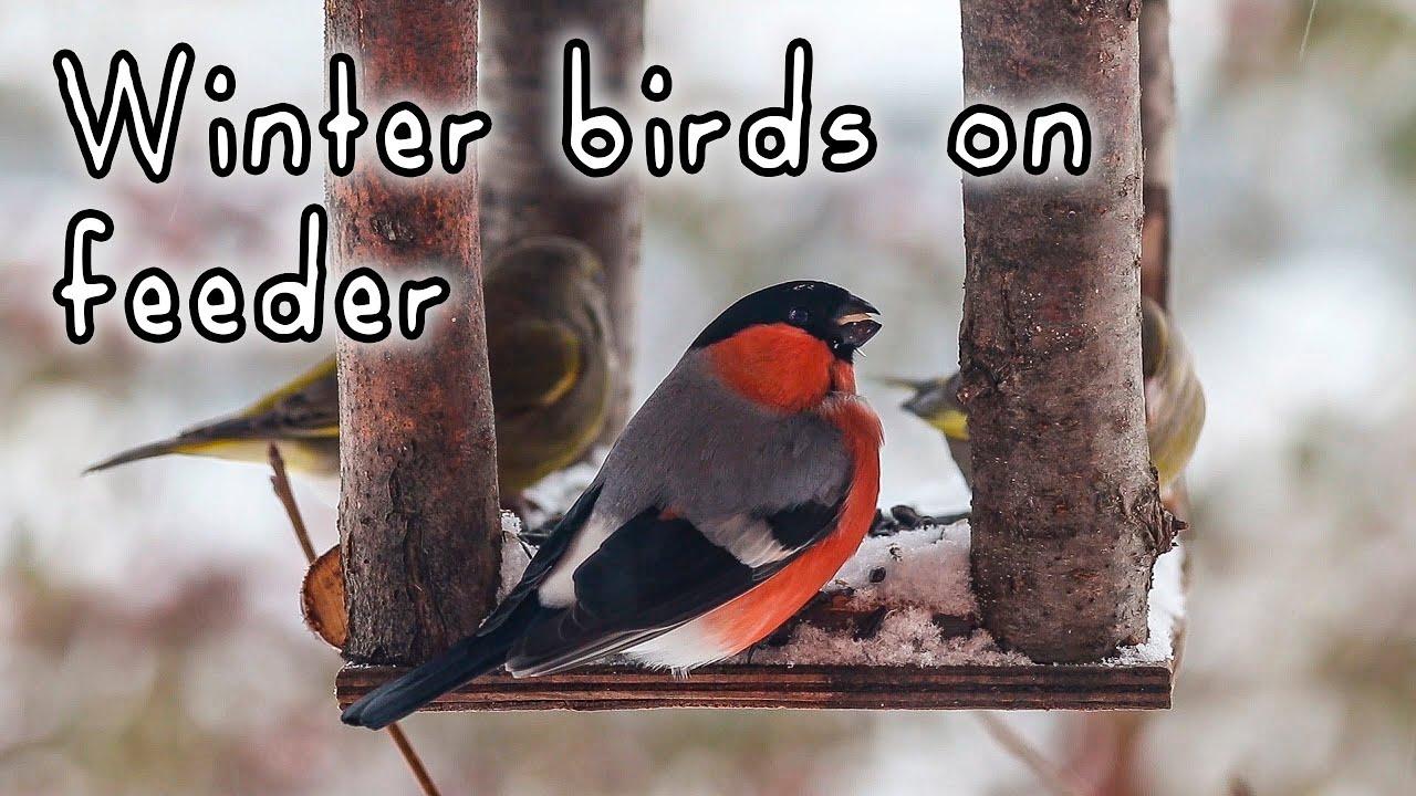 Столовая для синичек и других зимних птичек - Гатчинская правда
