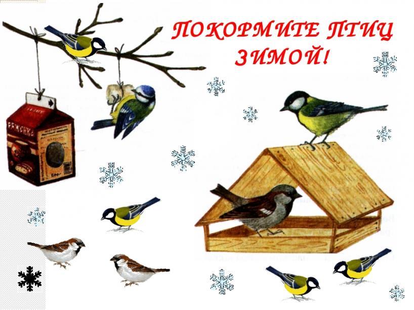 15 января – Всероссийский День зимующих птиц | Детский сад №47