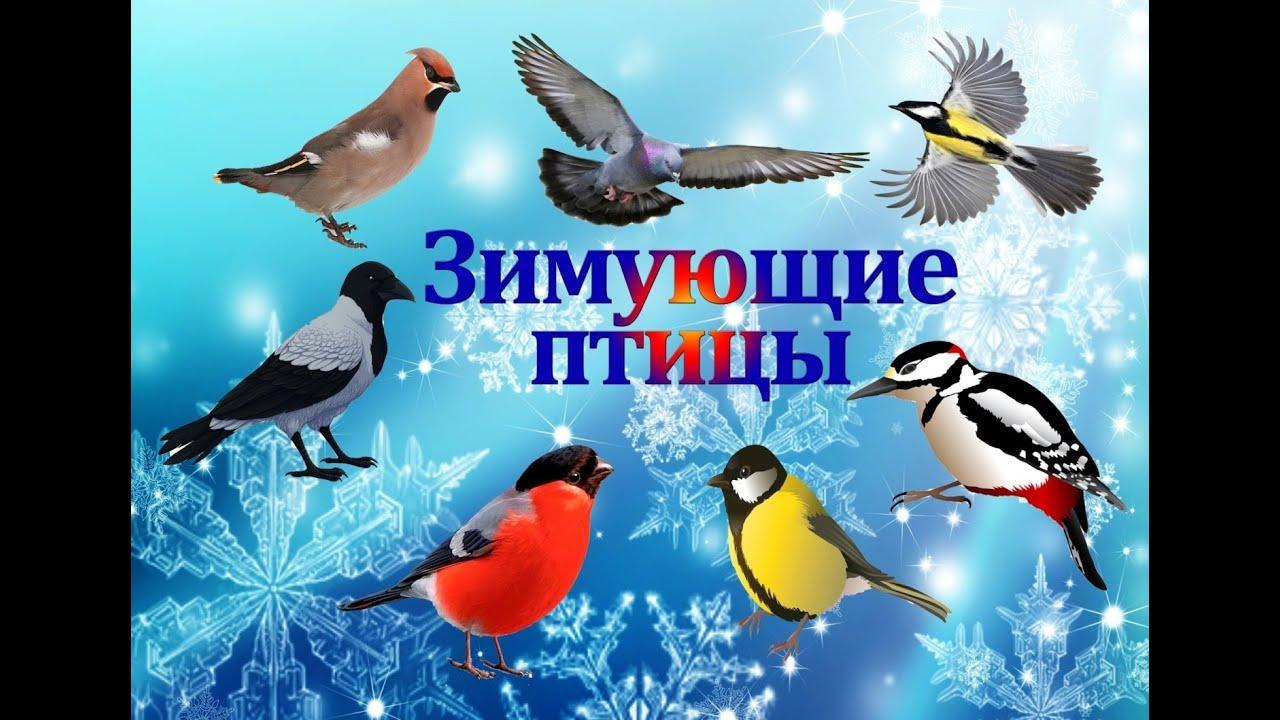 Картинки раскраски птицы зимующие - 74 фото