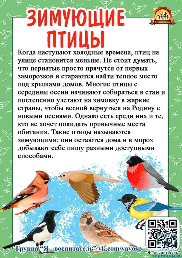 15 января - День зимующих птиц. Каких птиц мы встретим на участке детского  сада? А может дети.. | ВКонтакте