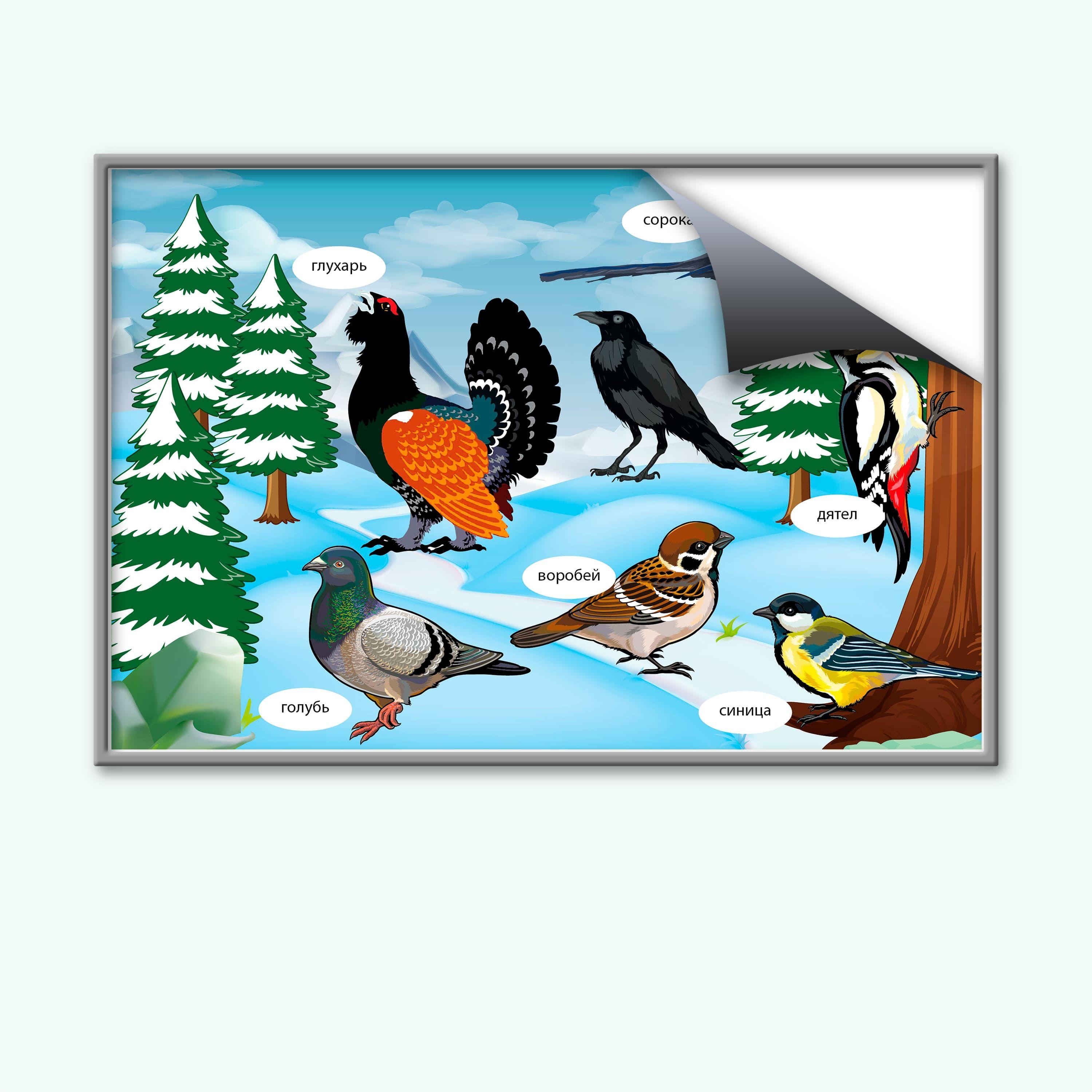 Картинки с названиями зимующих птиц (13 фото) 🔥 Прикольные картинки и юмор