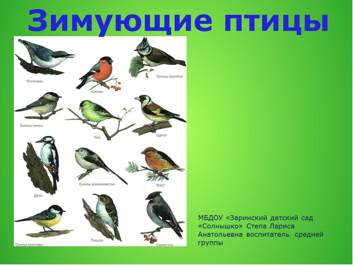 Экологическая акция \"Покормите птиц зимой\" | Детский сад №34 «Золотой  ключик»