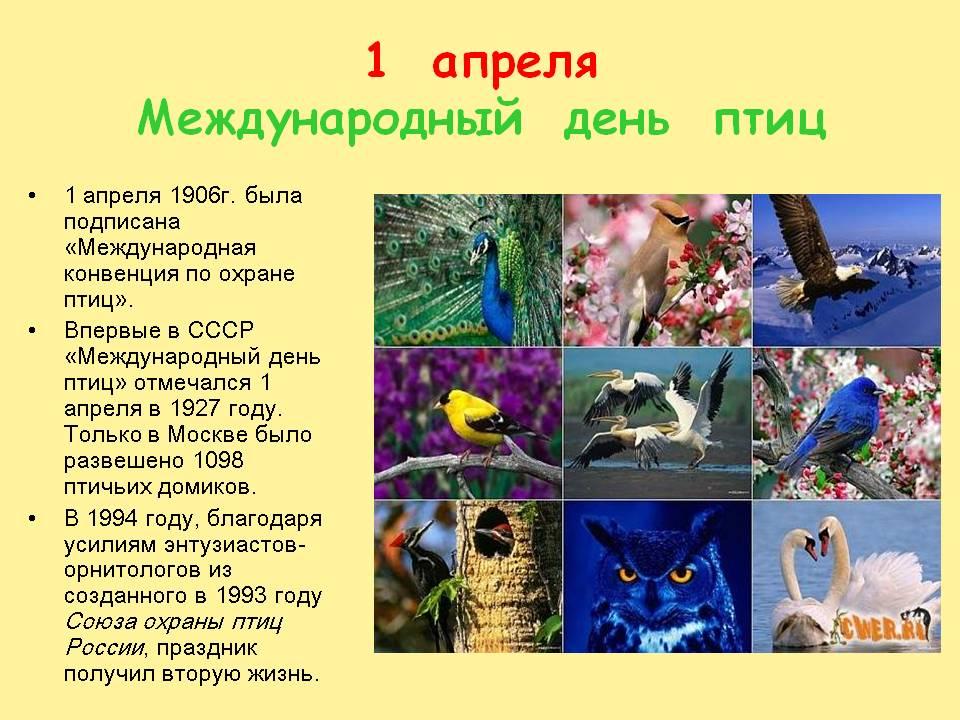 Проект НОД «Зимующие птицы» (средняя группа) (6 фото). Воспитателям детских  садов, школьным учителям и педагогам - Маам.ру