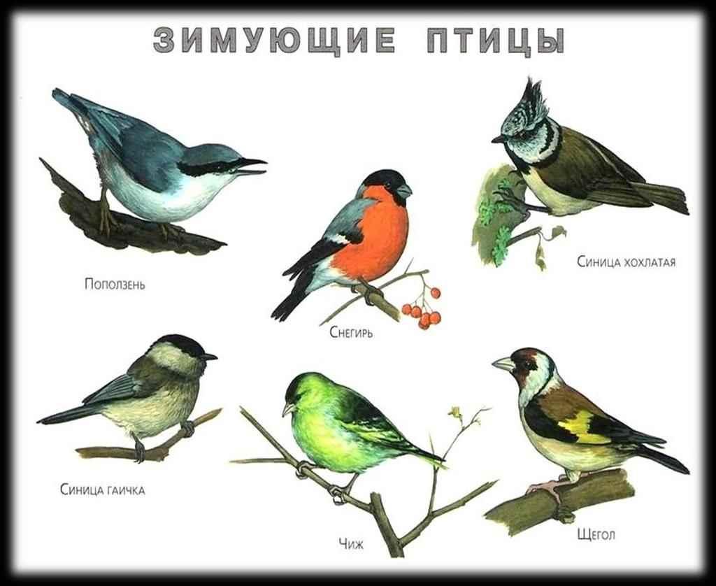 Проект «Зимующие птицы» - Описание проекта и сценарий