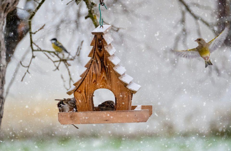 15 января в России отмечается День зимующих птиц - Сайт национального парка  \"Смоленское поозерье\"
