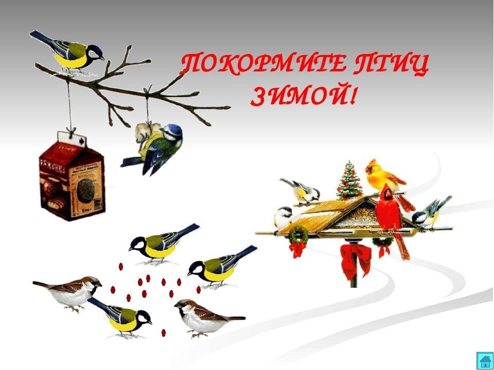 День зимующих птиц России — Командорский