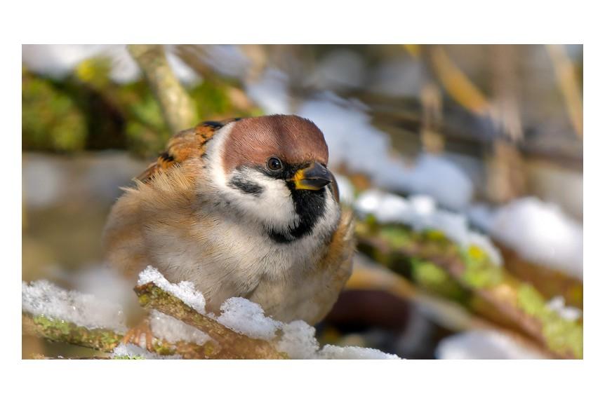 Картинки зимующих птиц для детского сада - 30 фото