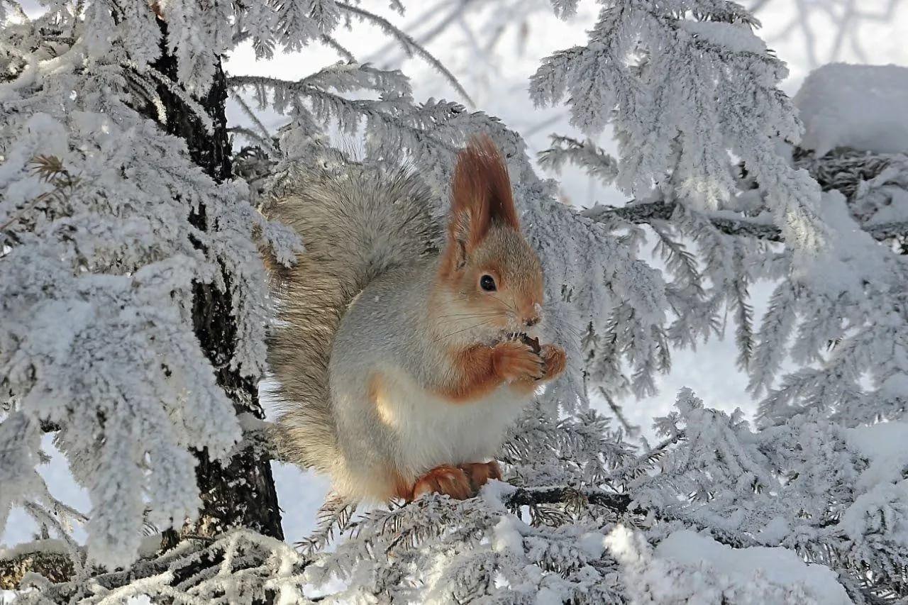 Звери зимой photo of the National …» — создано в Шедевруме