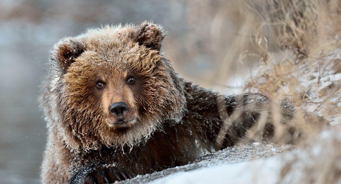 Жизнь диких животных зимой - Большая Кокшага