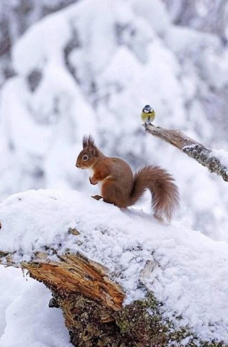 Волшебство зимней природы в объективе: фото диких зверей | Диких животных  зимой Фото №797466 скачать